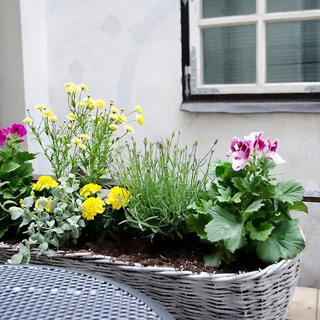 Red Nose With Self-check In 호스텔